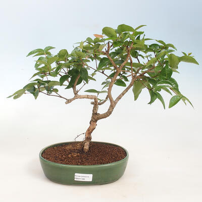 Indoor Bonsai - Australian Cherry - Eugenia uniflora