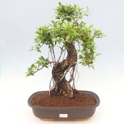 Indoor bonsai - Ficus kimmen - small-leaved ficus - 1