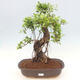 Indoor bonsai - Ficus kimmen - small-leaved ficus - 1/2