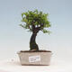 Outdoor bonsai - Ulmus parvifolia SAIGEN - Small-leaved elm - 1/5