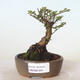 Outdoor bonsai - Ulmus parvifolia SAIGEN - Small-leaved elm - 1/4