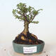 Outdoor bonsai - Ulmus parvifolia SAIGEN - Small-leaved elm - 1/5