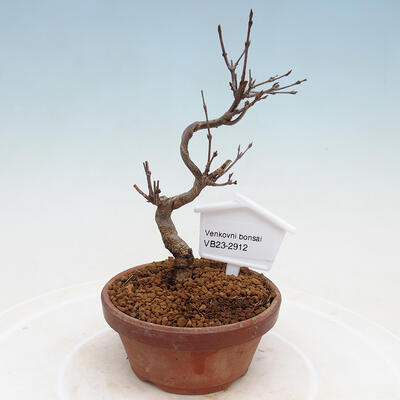 Outdoor bonsai - Ulmus parvifolia SAIGEN - Small-leaved elm - 1