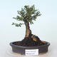 Outdoor bonsai - Ulmus parvifolia SAIGEN - Small-leaved elm - 1/7