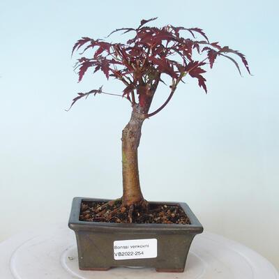 Outdoor bonsai - Acer palm. Atropurpureum-Red palm leaf - 1