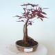 Outdoor bonsai - Acer palm. Atropurpureum-Red palm leaf - 1/6