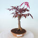 Outdoor bonsai - Acer palm. Atropurpureum-Red palm leaf - 1/5