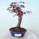 Outdoor bonsai - Acer palm. Atropurpureum-Red palm leaf - 1/5