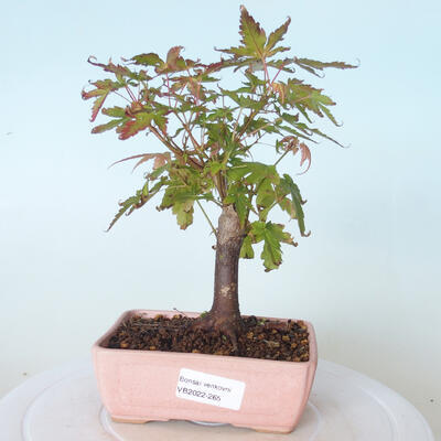 Outdoor bonsai - Maple palmatum sangokaku - Maple palm leaf - 1
