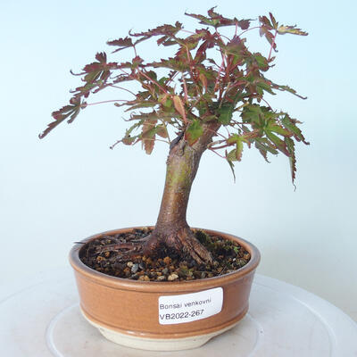 Outdoor bonsai - Maple palmatum sangokaku - Maple palm leaf - 1