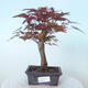 Outdoor bonsai - Maple palmatum DESHOJO - Maple palmate - 1/6
