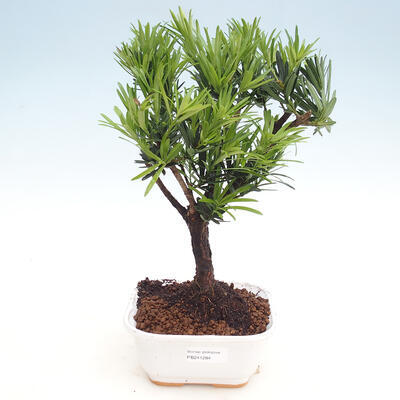 Indoor bonsai - Podocarpus - Stone thous