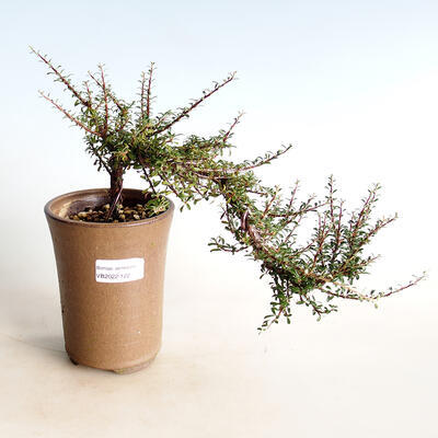 Outdoor bonsai-Cotoneaster astrophorus-Rockrose