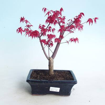 Outdoor bonsai - Maple palmatum DESHOJO - Maple palm - 1