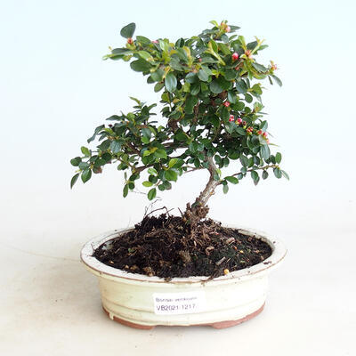 Outdoor bonsai-Cotoneaster horizontalis-Rockrose - 1