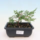 Outdoor bonsai - Maple Buergerianum - Maple Burger - 1/5