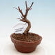 Outdoor bonsai - Maple Buergerianum - Maple Burger - 1/5