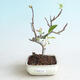 Outdoor bonsai - Malus sargentii - Small-fruited apple tree - 1/4