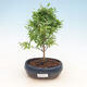 Room bonsai-PUNICA granatum nana-pomegranate - 1/4