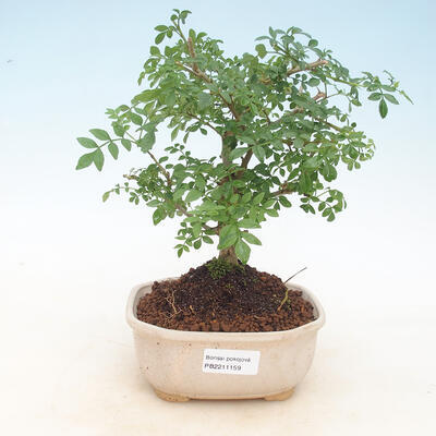 Room bonsai - Fraxinus uhdeii - room Ash - 1