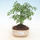 Room bonsai - Fraxinus uhdeii - room Ash - 1/2