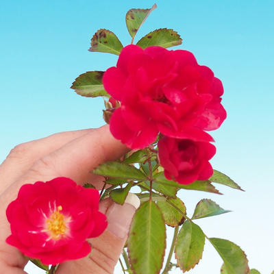 Rosa Rote The Fairy - parviforum red roses - 1