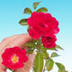 Rosa Rote The Fairy - parviforum red roses - 1/2