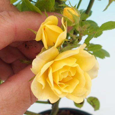 Rosa Yelow - parviforum yellow roses - 1