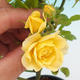 Rosa Yelow - parviforum yellow roses - 1/2
