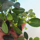 Room Bonsai - Australian cherry - Eugenia uniflora - 1/4