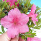 Outdoor bonsai - Rhododendron sp. - Azalea pink - 1/3