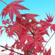 Outdoor bonsai - maple palmatum DESHOJO - Maple dlanitolistý - 1/2