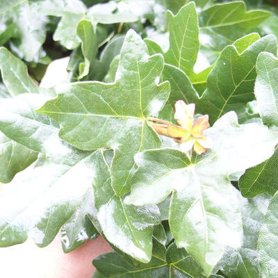 Outdoor bonsai-Acer campestre-Babyka maple - 1