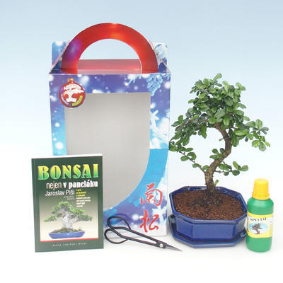 Ficus retusa - ficus malolistý, Room bonsai in a gift box