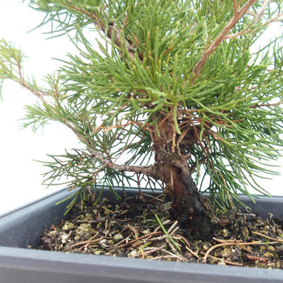 Outdoor bonsai - Juniperus chinensis Itoigawa-Chinese juniper VB2019-261000 - 2