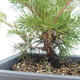 Outdoor bonsai - Juniperus chinensis Itoigawa-Chinese juniper VB2019-261000 - 2/2