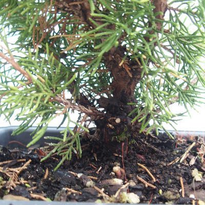 Outdoor bonsai - Juniperus chinensis Itoigawa-Chinese juniper VB2019-261002 - 2