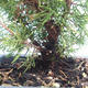 Outdoor bonsai - Juniperus chinensis Itoigawa-Chinese juniper VB2019-261002 - 2/2