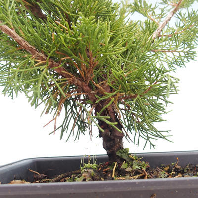 Outdoor bonsai - Juniperus chinensis Itoigawa-Chinese juniper VB2019-261004 - 2