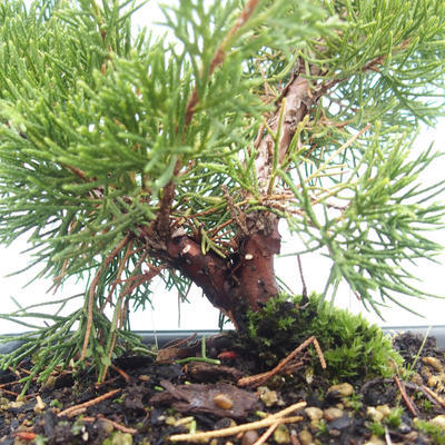 Outdoor bonsai - Juniperus chinensis Itoigawa-Chinese juniper VB2019-261005 - 2