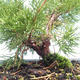 Outdoor bonsai - Juniperus chinensis Itoigawa-Chinese juniper VB2019-261005 - 2/2