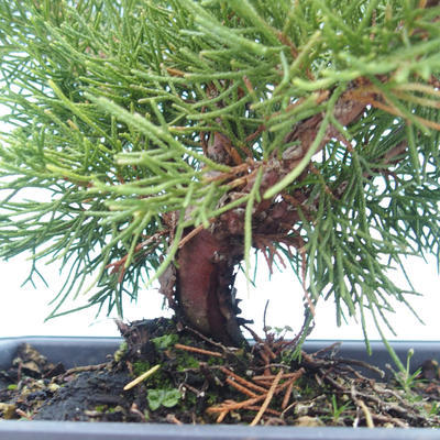 Outdoor bonsai - Juniperus chinensis Itoigawa-Chinese juniper VB2019-261006 - 2