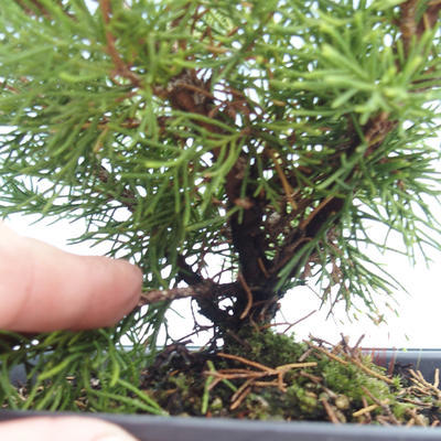 Outdoor bonsai - Juniperus chinensis Itoigawa-Chinese juniper VB2019-261007 - 2