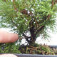 Outdoor bonsai - Juniperus chinensis Itoigawa-Chinese juniper VB2019-261007 - 2/2