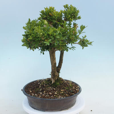 Outdoor bonsai - Buxus microphylla - boxwood - 2