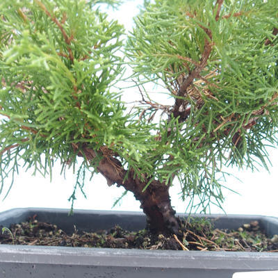 Outdoor bonsai - Juniperus chinensis Itoigawa-Chinese juniper VB2019-261001 - 2