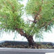 Outdoor bonsai - Juniperus chinensis Itoigawa-Chinese juniper VB2019-261001 - 2/2