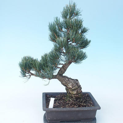 Pinus parviflora - Small-flowered Pine VB2020-118 - 2