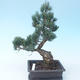 Pinus parviflora - Small-flowered Pine VB2020-118 - 2/3