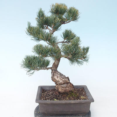 Pinus parviflora - Small-flowered Pine VB2020-125 - 2